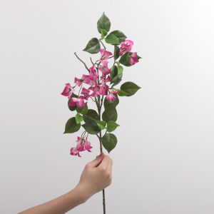 Single-Branch Bougainvillea (Magenta)