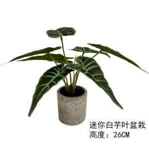 Mini White Taro Leaf Potted Plant
