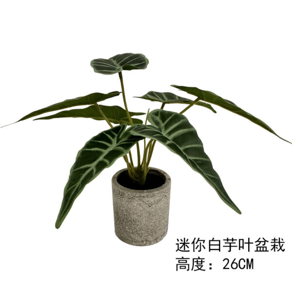 Mini White Taro Leaf Potted Plant
