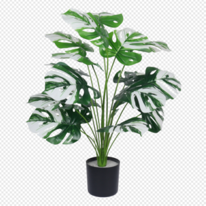 White-and-Green Monstera Potted Plant (Large)