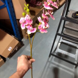 10-Head Mini Phalaenopsis Orchid (Purple)