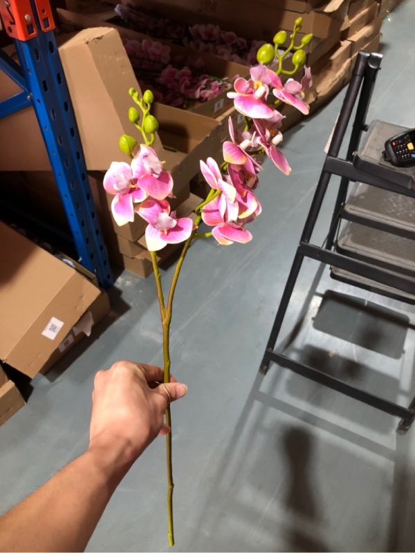 10-Head Mini Phalaenopsis Orchid (Purple)