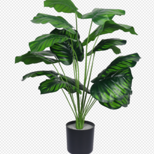 Dark Tiger Grass Potted Plant