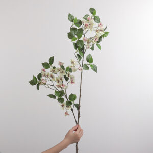Two-Branch Bougainvillea (Champagne)