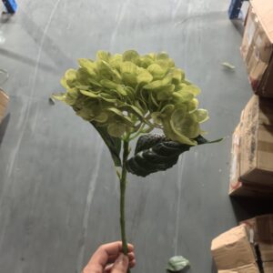 Small Western Hydrangea (Green)