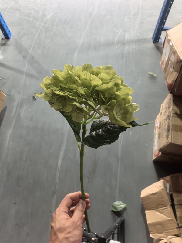 Small Western Hydrangea (Green)