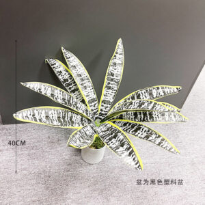 Dark Variegated Snake Plant