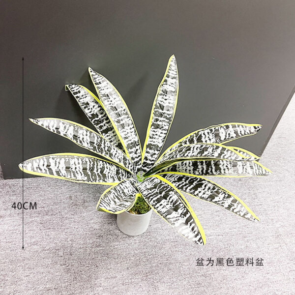Dark Variegated Snake Plant
