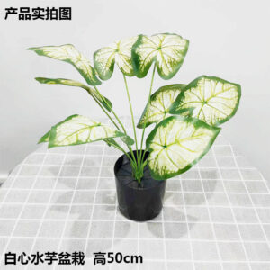 White-Centered Taro Potted Plant