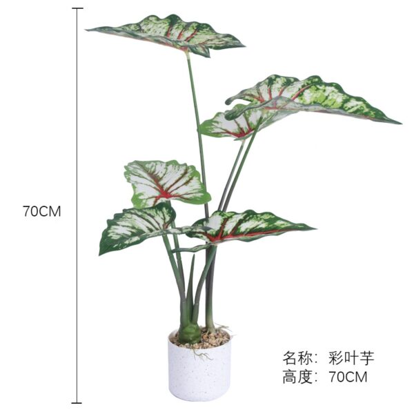 Caladium Leaf