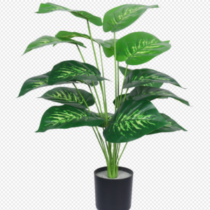 Tiger Grass Potted Plant (Large)