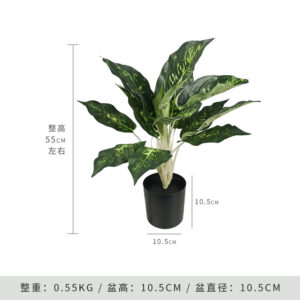 Chinese Cabbage Leaf (Includes Black Base)