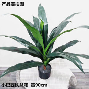 Small Brazilian Iron Tree Potted Plant