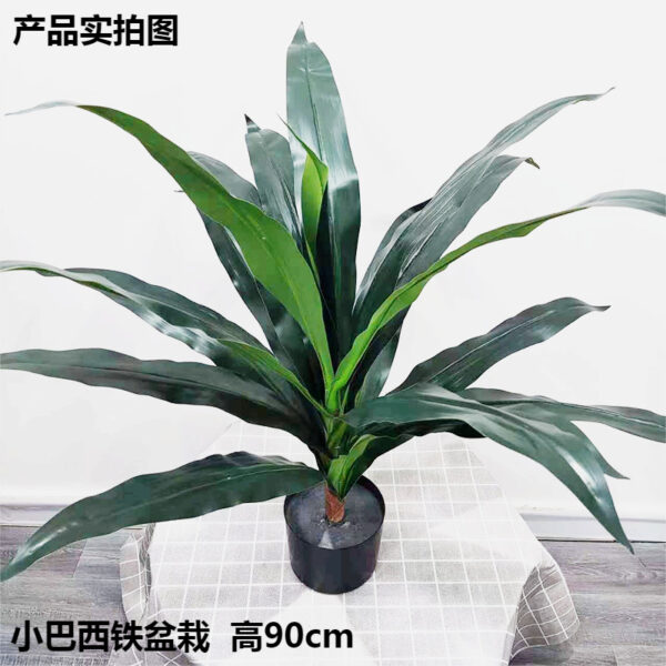 Small Brazilian Iron Tree Potted Plant