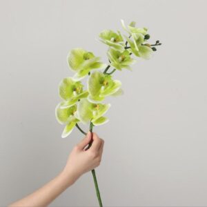 Real-Touch Coated Phalaenopsis Orchid (White and Green)