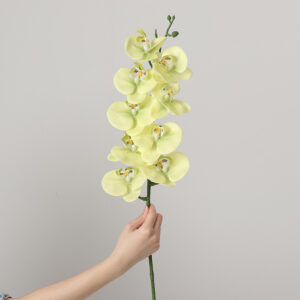 Real-Touch Coated Phalaenopsis Orchid (Apple Green)