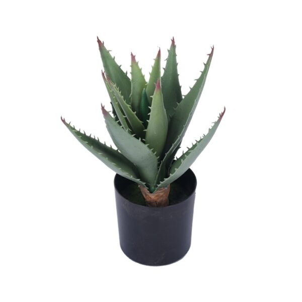 Small Aloe Potted Plant
