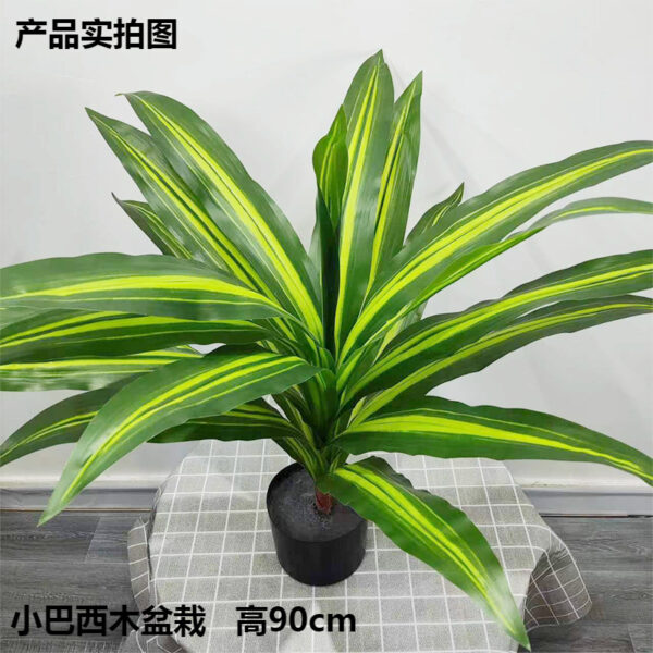 Small Brazilwood Potted Plant