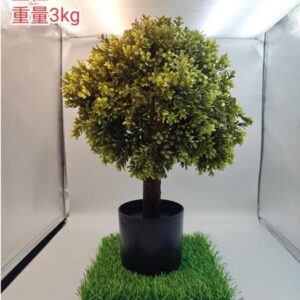 Small Eucalyptus Potted Plant