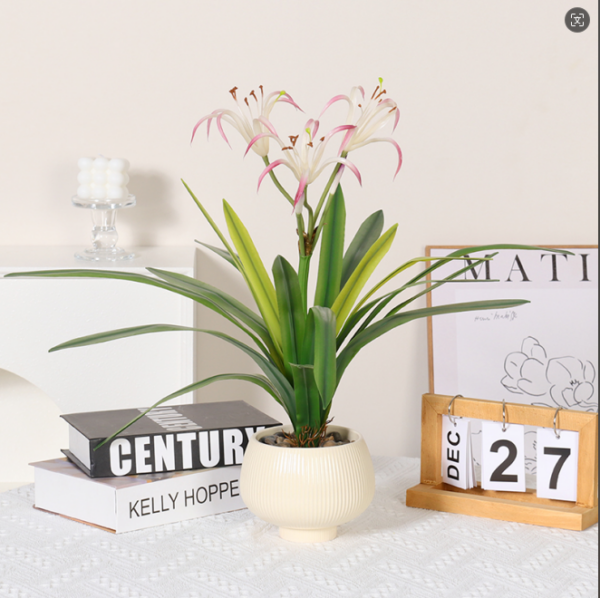 Purple Spider Lily Potted Plant, 18 Leaves, 3 Flower Heads