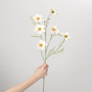 Love-in-a-Mist (Champagne)