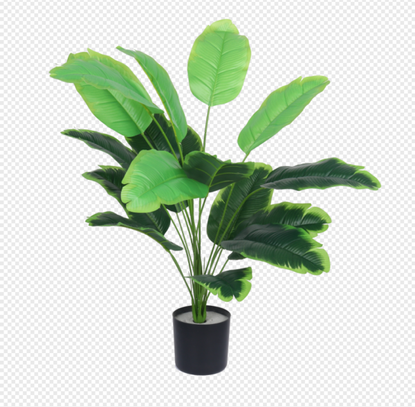 Traveler's Palm Potted Plant
