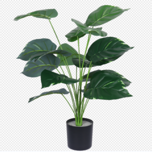 Elephant Ear Potted Plant
