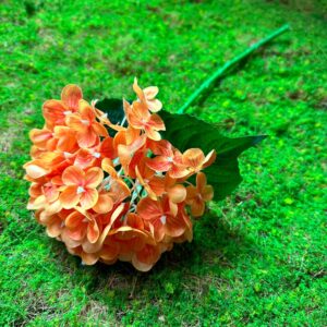 Small Western Hydrangea (Orange)