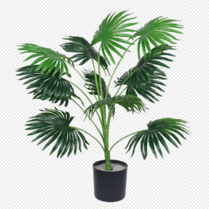 Chinese Fan Palm Potted Plant