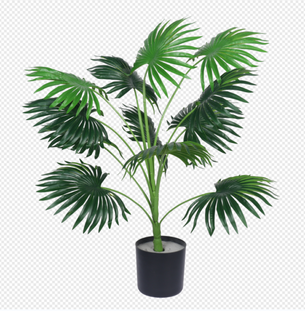Chinese Fan Palm Potted Plant
