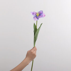 Large-Flower Tulip (Purple)