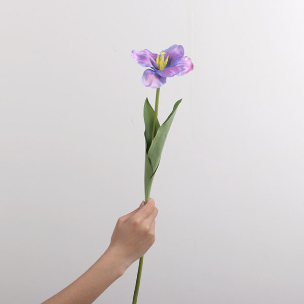 Large-Flower Tulip (Purple)