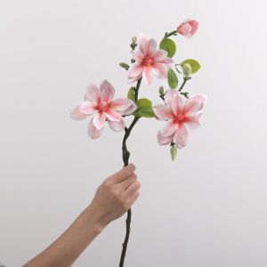 West Lake Magnolia (Dusty Pink)