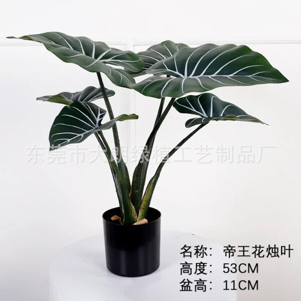 King Anthurium Leaf