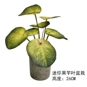 Mini Taro Leaf Potted Plant