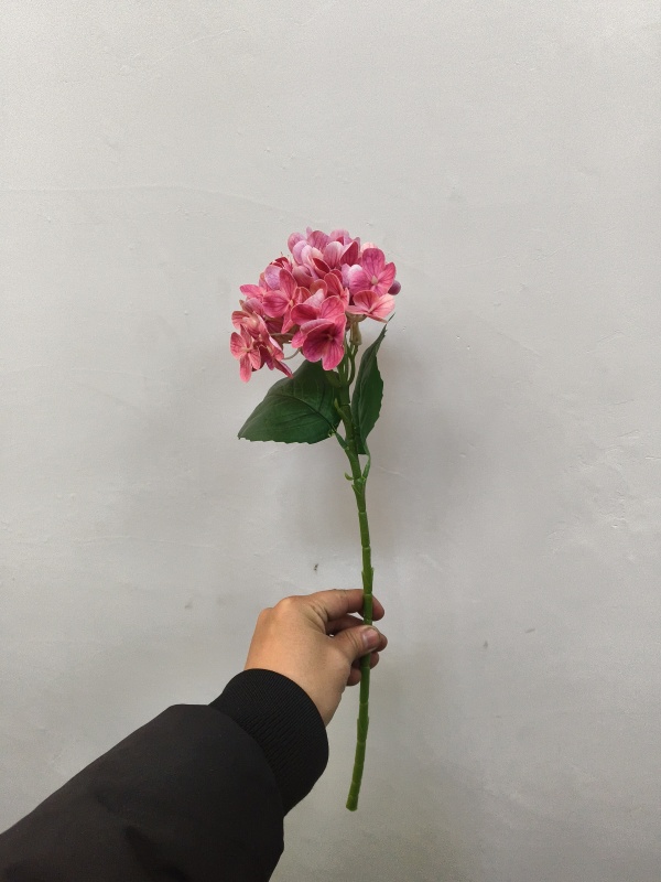 Small Western Hydrangea (Rose Pink)