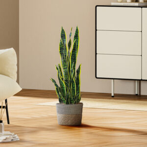 Snake Plant