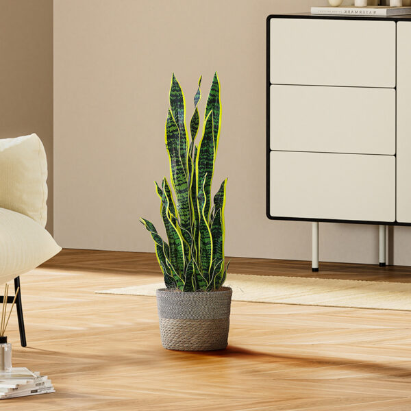 Snake Plant