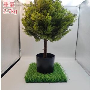 Small Conifer Potted Plant