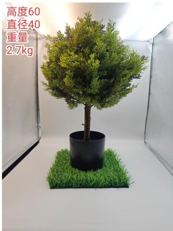 Small Conifer Potted Plant