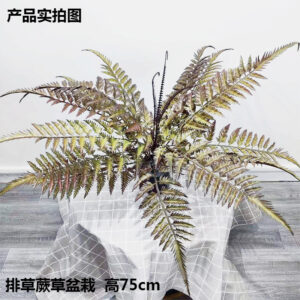 Reed Fern Grass Potted Plant