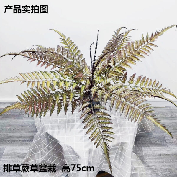 Reed Fern Grass Potted Plant