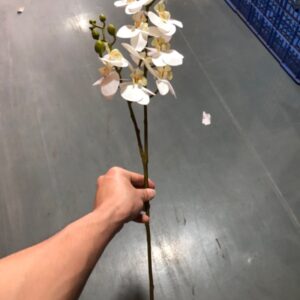 10-Head Mini Phalaenopsis Orchid (White)