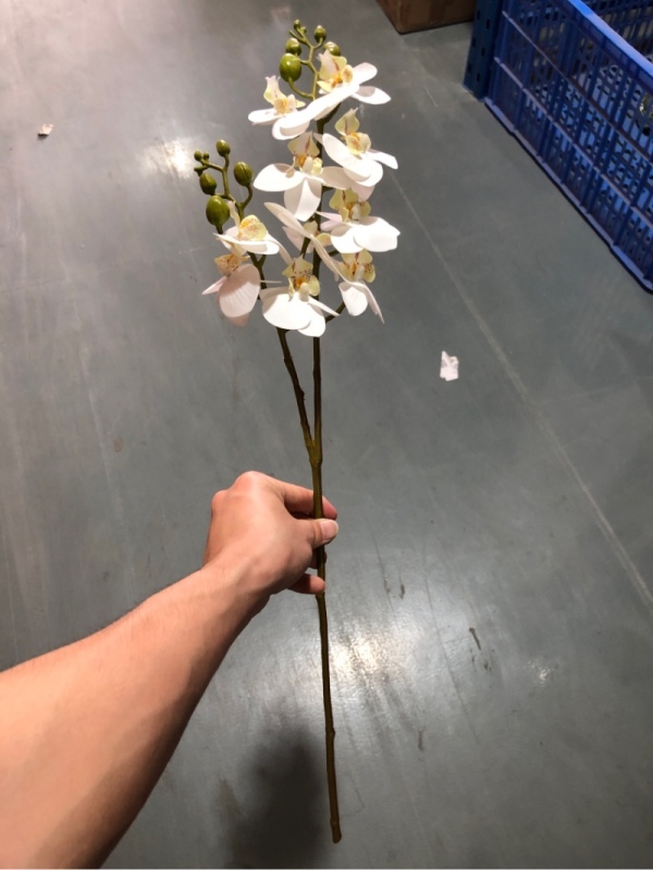 10-Head Mini Phalaenopsis Orchid (White)