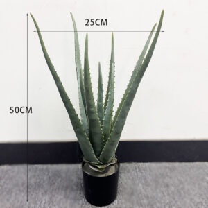 Dark Aloe