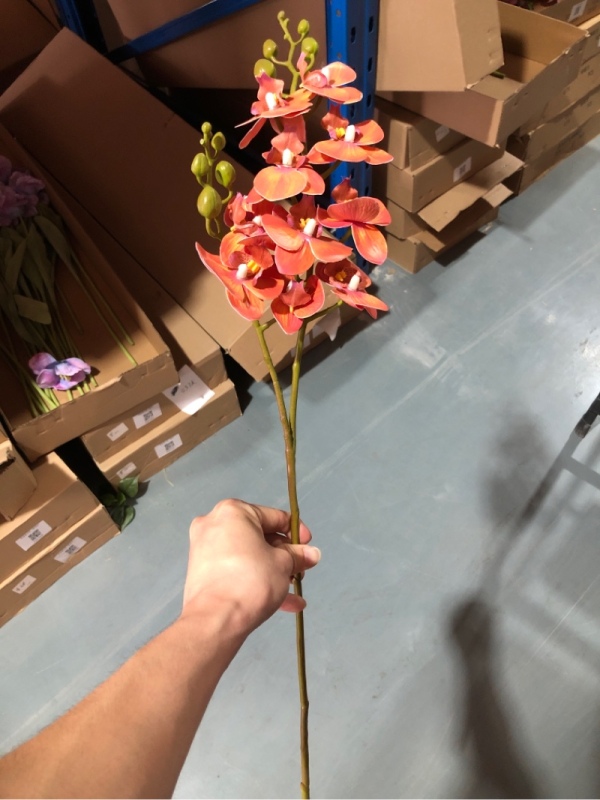 10-Head Mini Phalaenopsis Orchid (Orange)