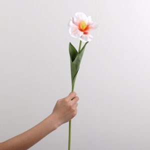 Large-Flower Tulip (Champagne)