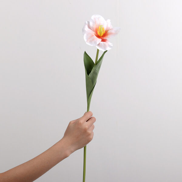 Large-Flower Tulip (Champagne)