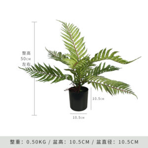 Persian Fern (Includes Black Base)
