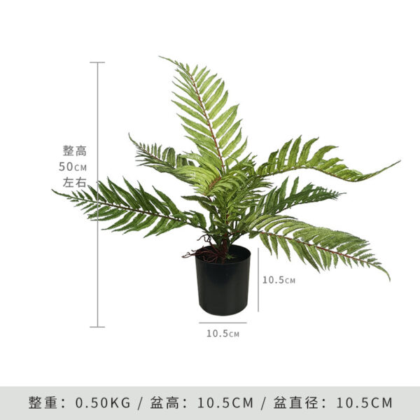 Persian Fern (Includes Black Base)